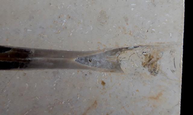 Hibolithes sp. (MONTFORT 1808) - Bild © FossNet FossilienStore